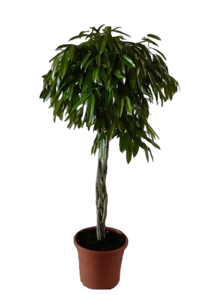 Фикус Биннедика Амстел Кинг косичка - Ficus Amstel King D40 H180