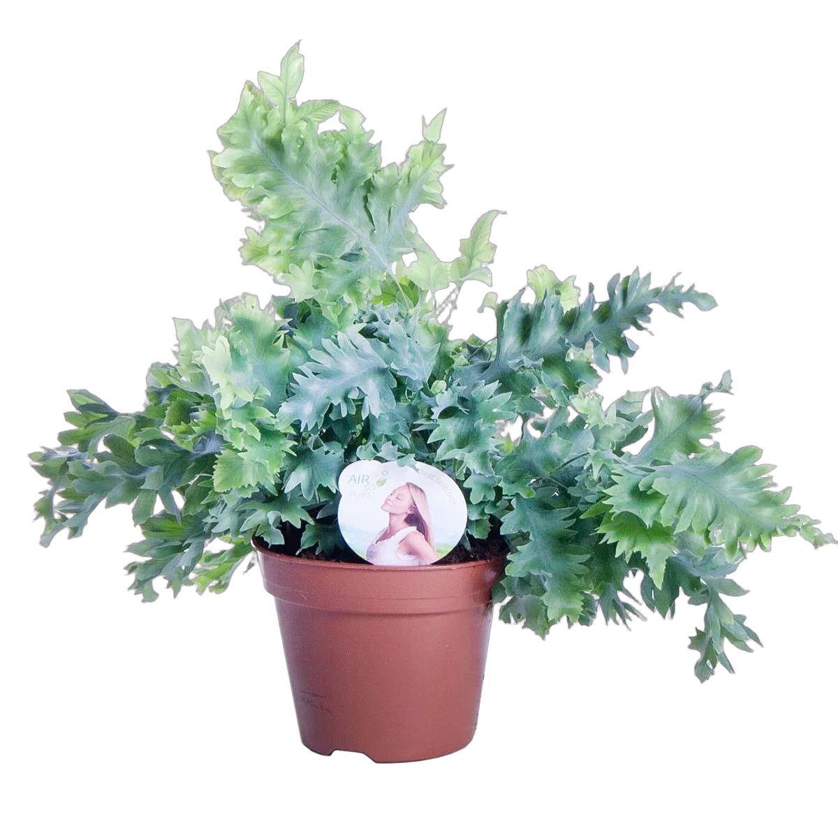 Флебодиум Давана - Phlebodium aureum Davana D17 H40