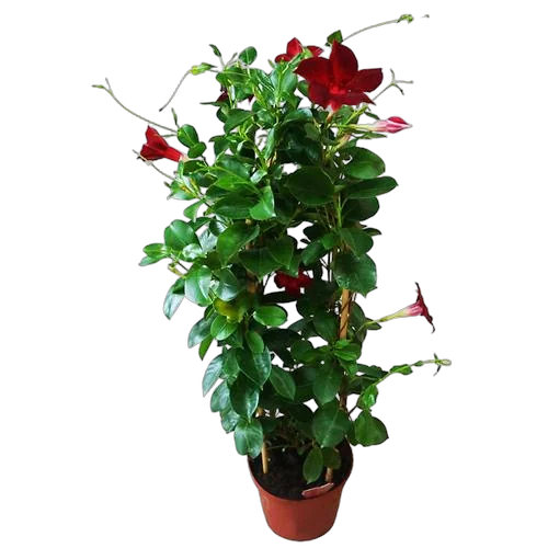 Мандевилла или Дипладения красная - Mandevilla D14 H40