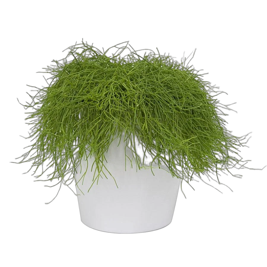 Рипсалис волосовидный - Rhipsalis capilliformis D9 H12