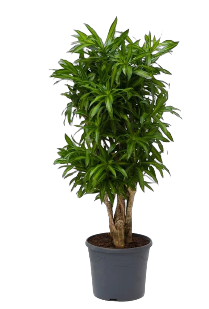 Драцена Рефлекса Сонг оф Ямайка куст - Reflexa Song of Jamaica D30 H120