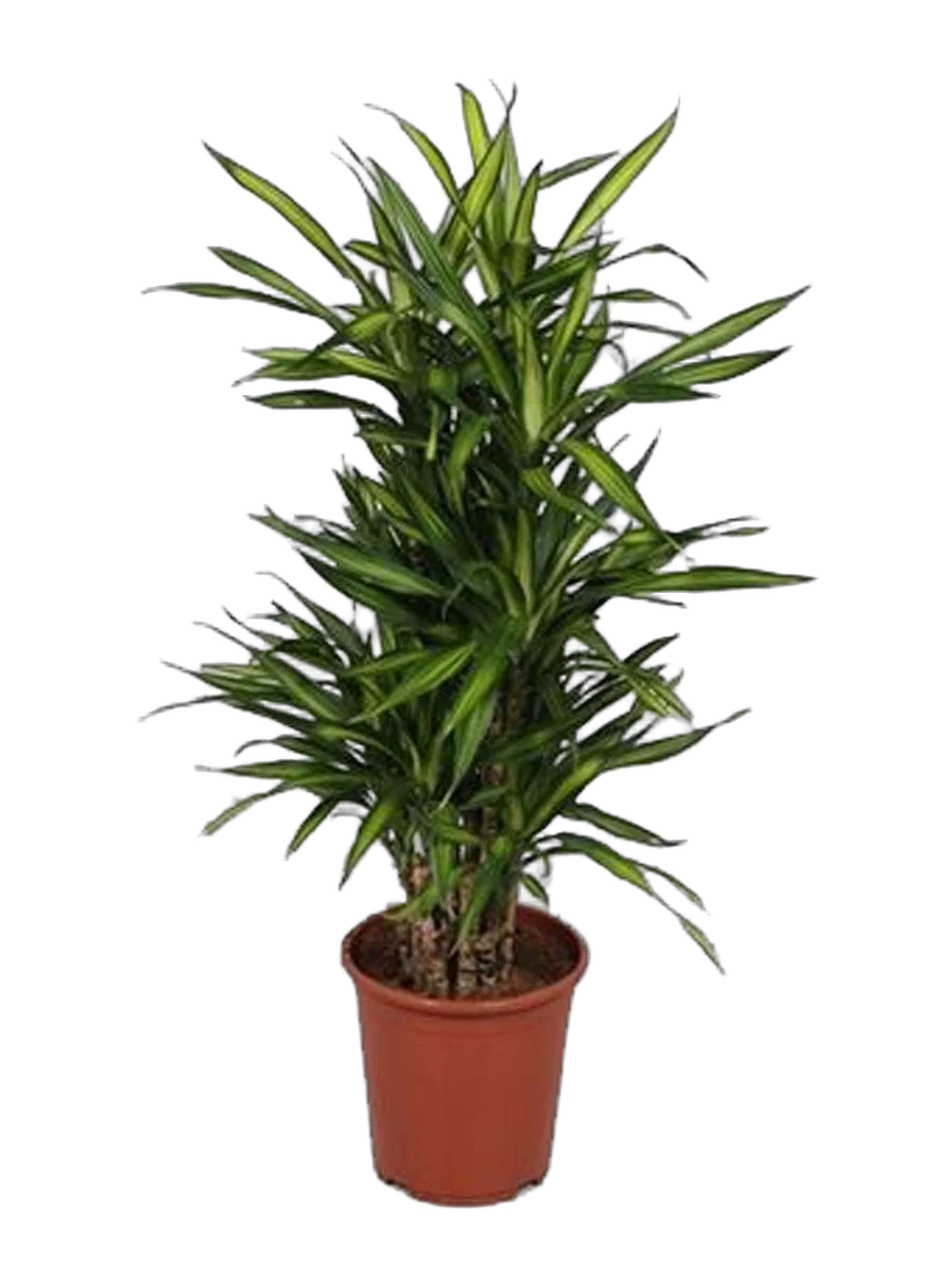 Драцена душистая Рики бранч - Dracaena fragrans Riki Branched (fachjan) D27 H120