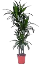 Драцена Джанет Крэйг - Dracaena deremensis "Janet Craig" D30 H150