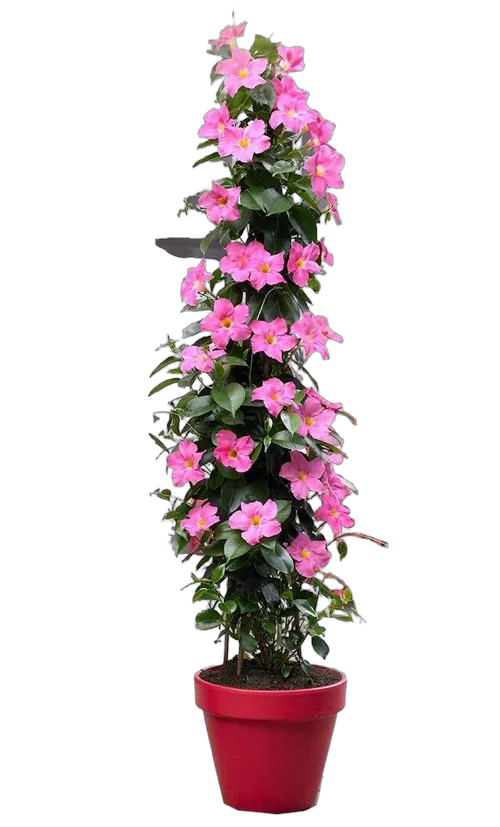 Мандевилла или Дипладения розовая - Mandevilla D24 H90