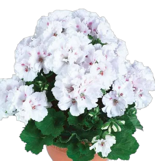 Герань (пеларгония) белая - Pelargonium D12 H25