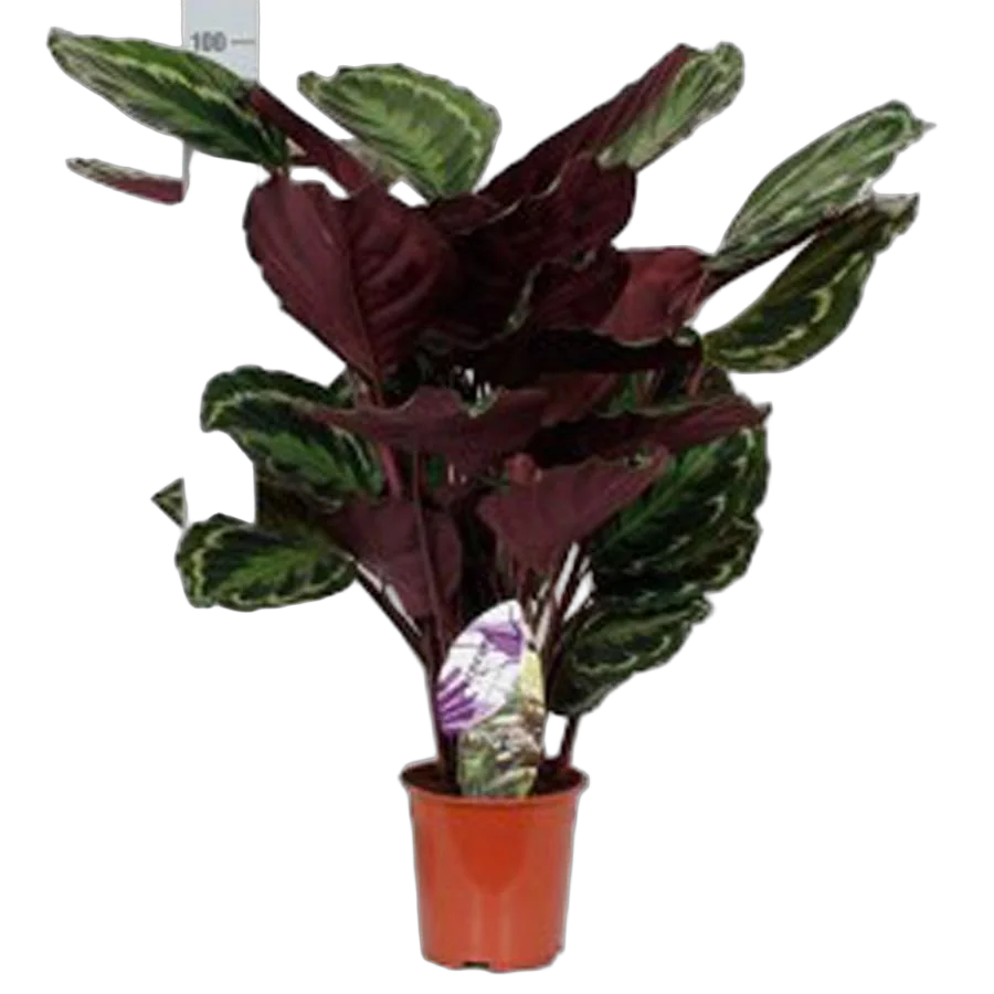 Калатея Медальон - Calathea roseopicta D24 H100