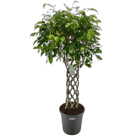 Фикус Бенджамина экзотика решетка - Ficus Be Exotica Mat D31 H130