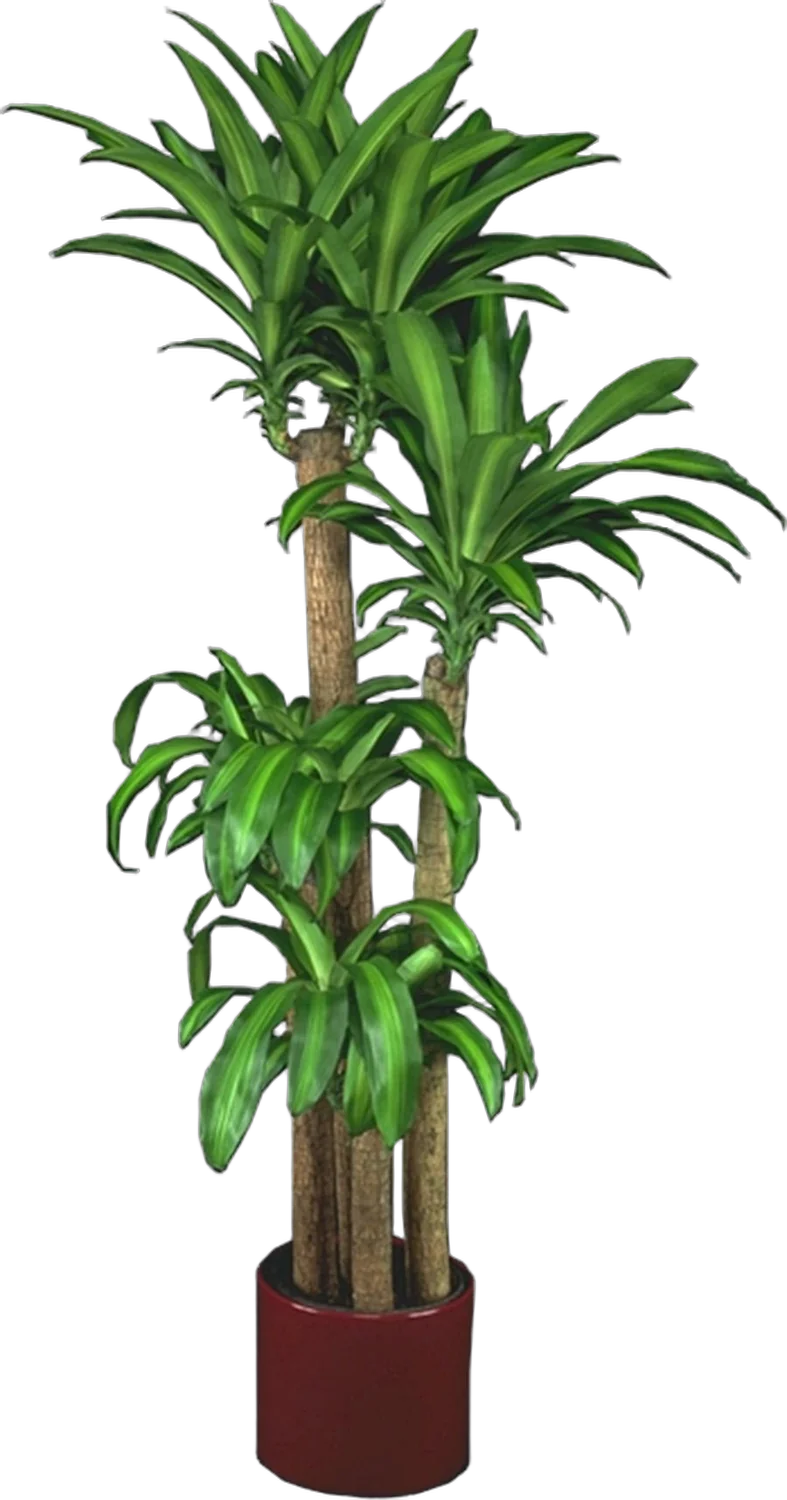 Драцена Массанжеана 4 ствола - Dracaena Massangeana D28 H150