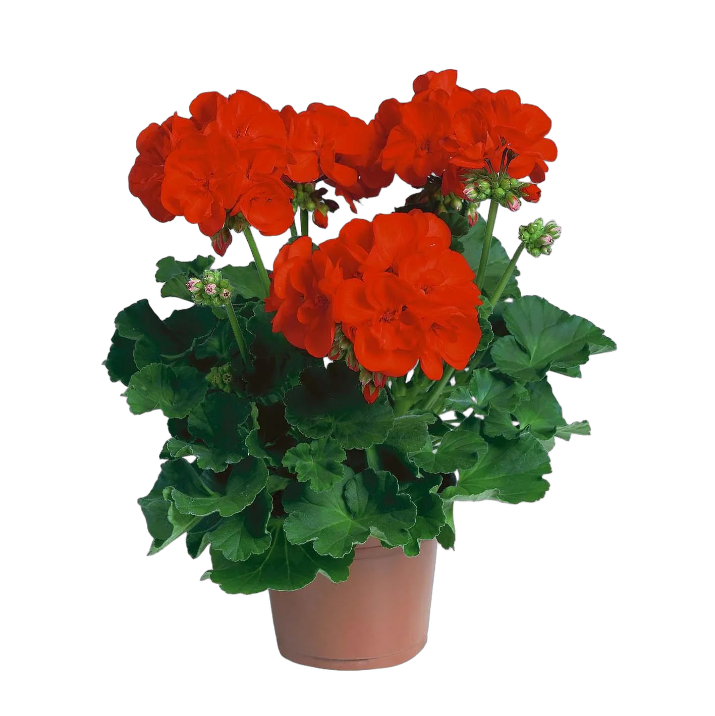 Герань (пеларгония) - Pelargonium D9 H15