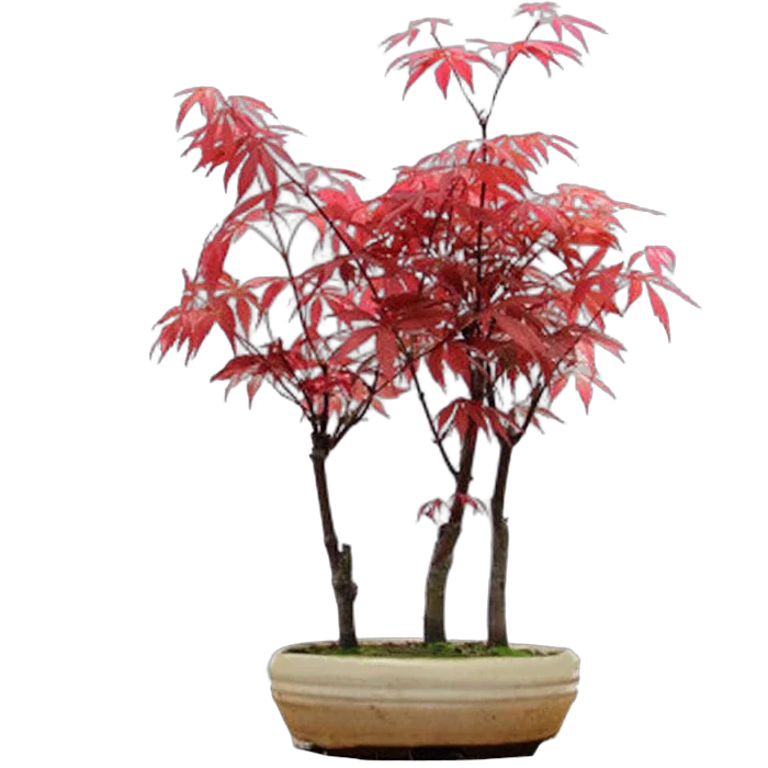 Бонсай Красный Клен D15 H35